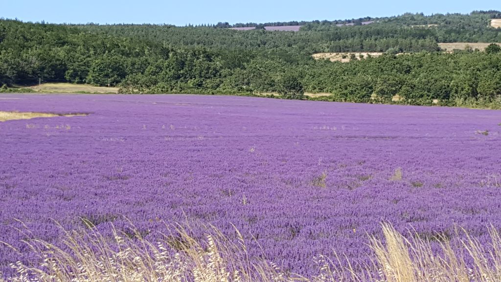 Lavendelfeld mit Steinreicher typischer Provence Ausflug