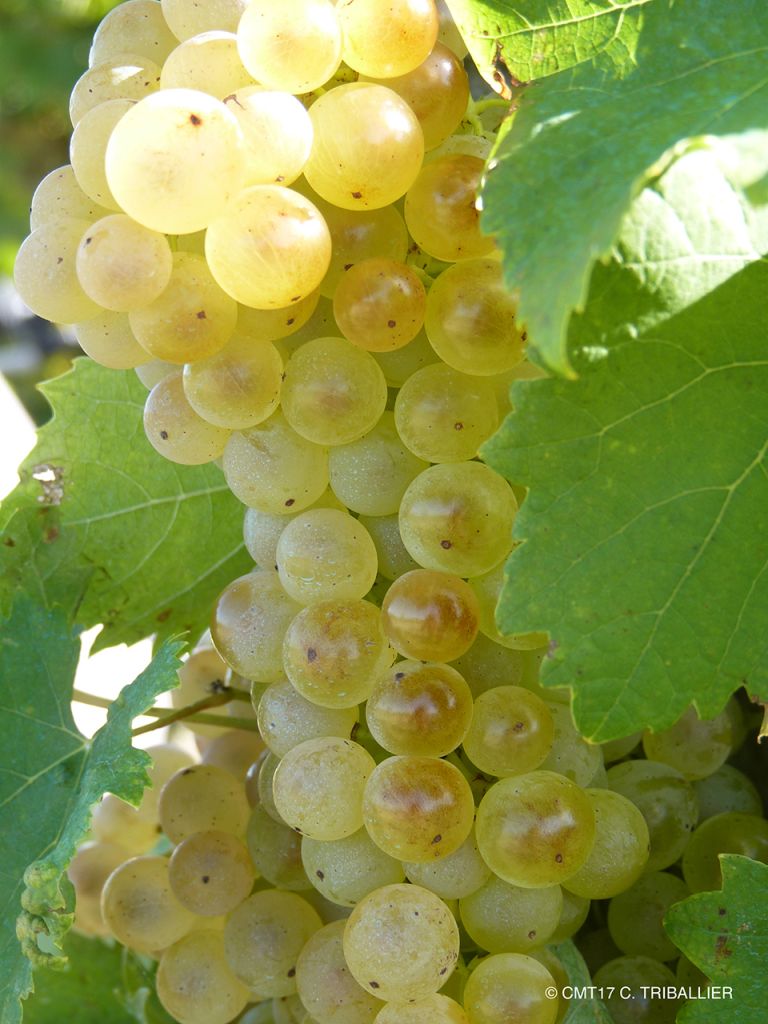 Französischkurse in La Rochelle - Grabes de raisin