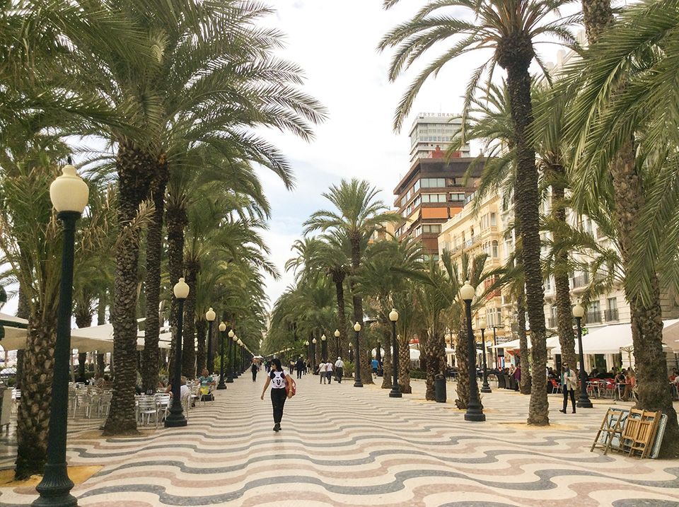 Spanisch lernen in Alicante - Paseo unter Palmen