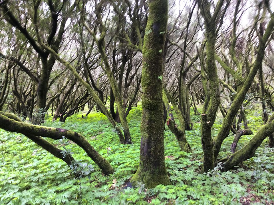 Nebelwald " Laurisilva" im Garanonay Park auf La Gomera, Spanisch Kurse 