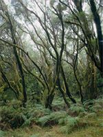 La Gomera, Parque Nacional de Garajonay