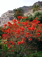 La Gomera, Parque Nacional de Garajonay