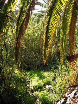 La Gomera, Vegetation