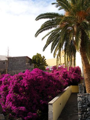 La Gomera, Vegetation