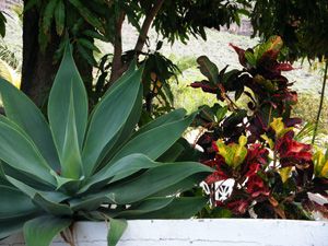 La Gomera, Vegetation