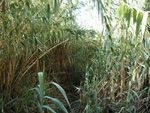 La Gomera, Vegetation